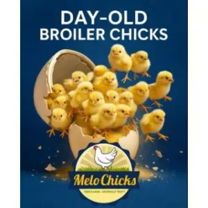 100 Broilers dayolds + Starter Mash 40kg