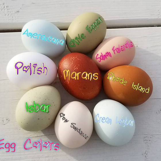 Transporting Fertile Eggs the Right Way