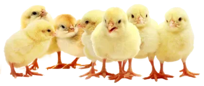 Day Old Chicks
