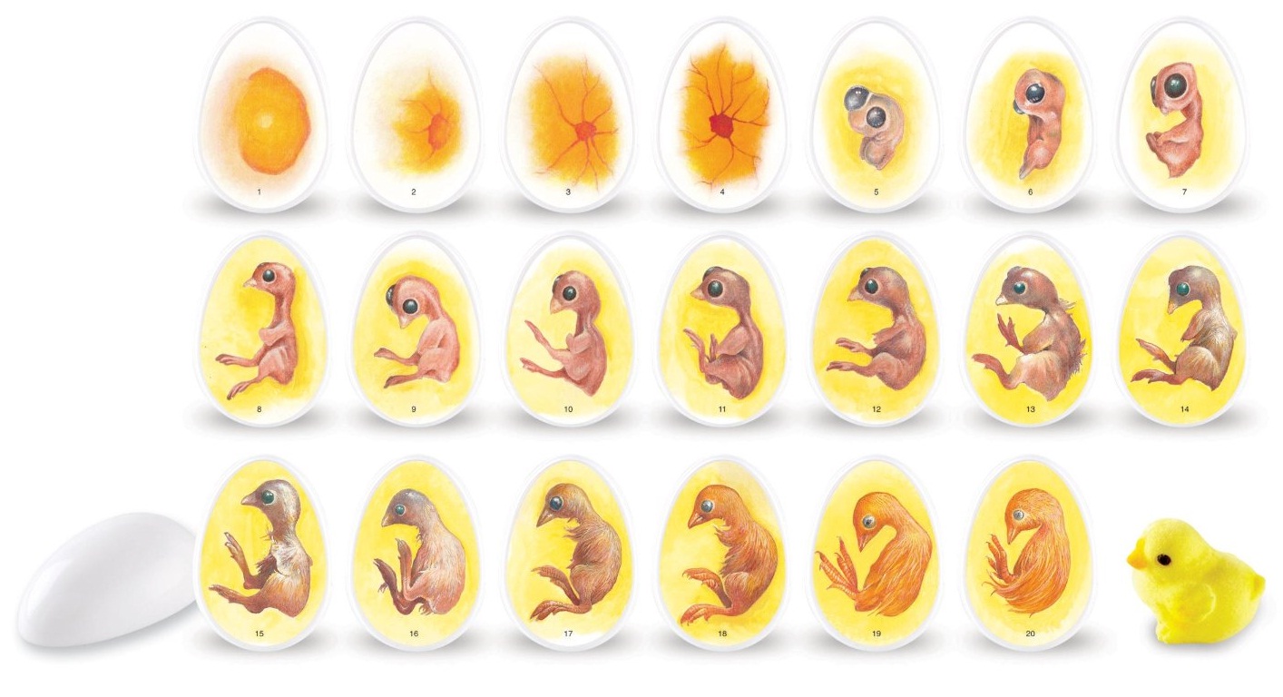 How incubation and hatching works