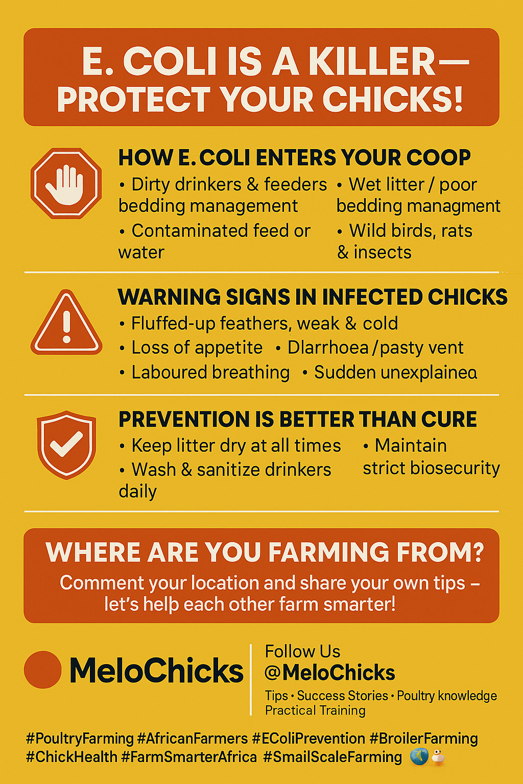 Ecoli in poultry and how to prevent