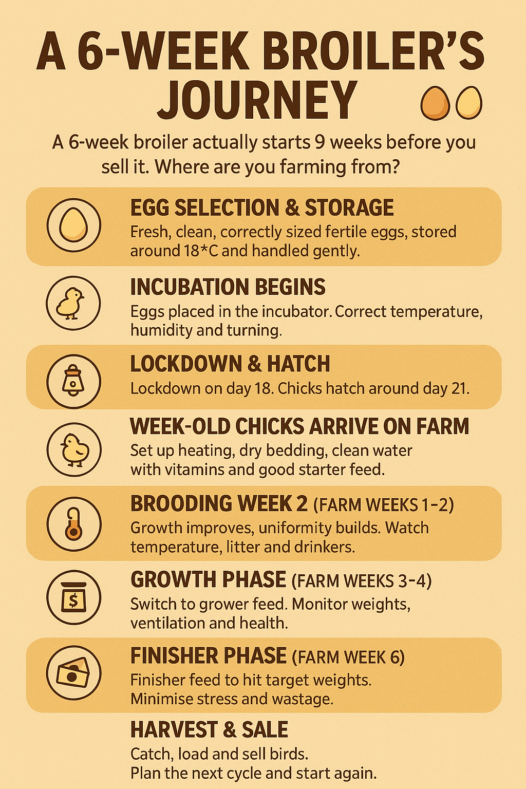 A fertile egg journey to a broiler at 6 weeks