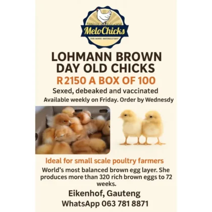 Lohmann Brown day old chicks (100 chicks)