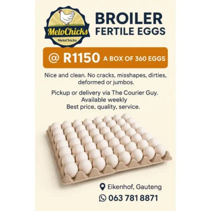 Ross 308 fertile eggs